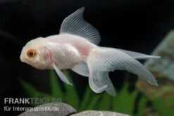 Oranda Weiss, Carassius Auratus (Kaltwasser)