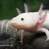 Axolotl Weißling, Ambystoma Mexicanum -Container Haustiere Geschäft 82875 Axolotl Weissling Ambystoma mexicanum