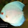Diskusfisch ASIA-NZ, Symphysodon Discus Blue Diamond -Container Haustiere Geschäft 82879 Diskusfisch Symphysodon discus Blue Diamond