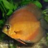 Diskusfisch ASIA-NZ, Symphysodon Discus Brown (Classic Brown, Red) -Container Haustiere Geschäft 82881 Diskusfisch Symphysodon discus Classic Brown