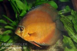 Diskusfisch ASIA-NZ, Symphysodon Discus Brown (Classic Brown, Red)