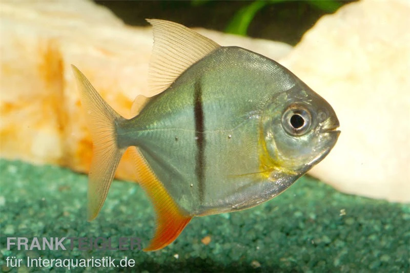 Schwarzband-Mühlsteinsalmler, Myleus schomburgkii (Variante 2) SCHMALER STREIFEN Schwarzband-Mühlsteinsalmler, Myleus Schomburgkii (Variante 2) SCHMALER STREIFEN -Container Haustiere Geschäft 82897 Schwarzband Muehlsteinsalmler Myleus schombur