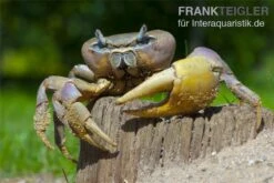 Indonesische Riesenlandkrabbe, Cardisoma Carnifex 5 Indonesische Riesenlandkrabbe, Cardisoma Carnifex -Container Haustiere Geschäft 82992 Cardisoma carnifex 3