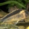 Rostpanzerwels, Corydoras Rabauti -Container Haustiere Geschäft 83247 rostpanzerwels Corydoras rabauti