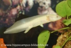 Axolotl Albino, Ambystoma Mexicanum