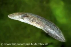 Axolotl XL Naturfarben, Ambystoma Mexicanum, 15 Cm