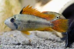 Kakaduzwergbuntbarsch Doppelrot, Apistogramma Cacatuoides, Paarweise -Container Haustiere Geschäft 8897 Kakaduzwergbuntbarsch doppelrot Apistogramma cac