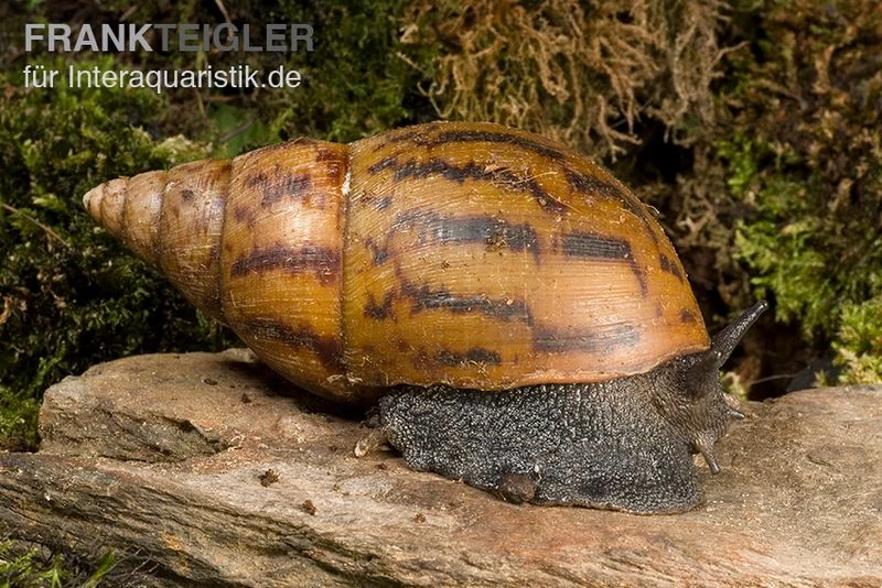 Tiger-Achatschnecke, Achatina achatina Tiger-Achatschnecke, Achatina Achatina -Container Haustiere Geschäft Achatina achatina 1 WWTFT0300