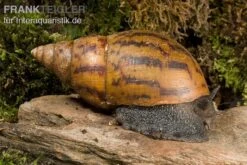 Tiger-Achatschnecke, Achatina Achatina 4 Tiger-Achatschnecke, Achatina Achatina -Container Haustiere Geschäft Achatina achatina WWTFT0302