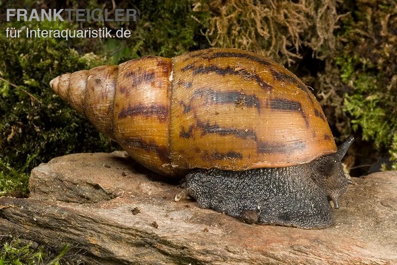 Tiger-Achatschnecke, Achatina achatina Tiger-Achatschnecke, Achatina Achatina -Container Haustiere Geschäft Achatina achatina WWTFT0302