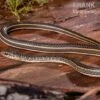 Ägyptische Sandrennnatter, Psammophis Sibilans -Container Haustiere Geschäft Aegyptische Sandrennnatter Psammophis sibilans 01
