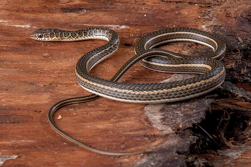 Ägyptische Sandrennnatter, Psammophis sibilans Ägyptische Sandrennnatter, Psammophis Sibilans -Container Haustiere Geschäft Aegyptische Sandrennnatter Psammophis sibilans 02