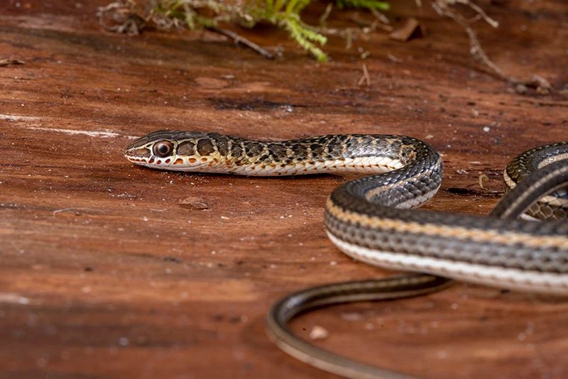 Ägyptische Sandrennnatter, Psammophis sibilans Ägyptische Sandrennnatter, Psammophis Sibilans -Container Haustiere Geschäft Aegyptische Sandrennnatter Psammophis sibilans 03