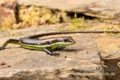 Afrika-Skink, Trachylepis Polytropis -Container Haustiere Geschäft Afrika Skink Trachylepis polytropis 3