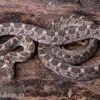 Afrikanische Eierschlange, Dasypeltis Scabra -Container Haustiere Geschäft Afrikanische Eierschlange Dasypeltis scabra neu 1