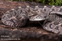Afrikanische Eierschlange, Dasypeltis Scabra -Container Haustiere Geschäft Afrikanische Eierschlange Dasypeltis scabra neu 3