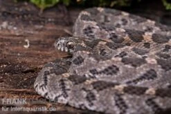 Afrikanische Eierschlange, Dasypeltis Scabra -Container Haustiere Geschäft Afrikanische Eierschlange Dasypeltis scabra neu 4
