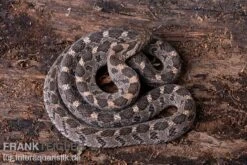 Afrikanische Eierschlange, Dasypeltis Scabra -Container Haustiere Geschäft Afrikanische Eierschlange Dasypeltis scabra neu 5