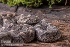 Afrikanische Eierschlange, Dasypeltis Scabra -Container Haustiere Geschäft Afrikanische Eierschlange Dasypeltis scabra neu 6