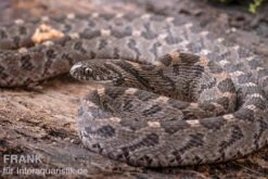 Afrikanische Eierschlange, Dasypeltis Scabra -Container Haustiere Geschäft Afrikanische Eierschlange Dasypeltis scabra neu 9