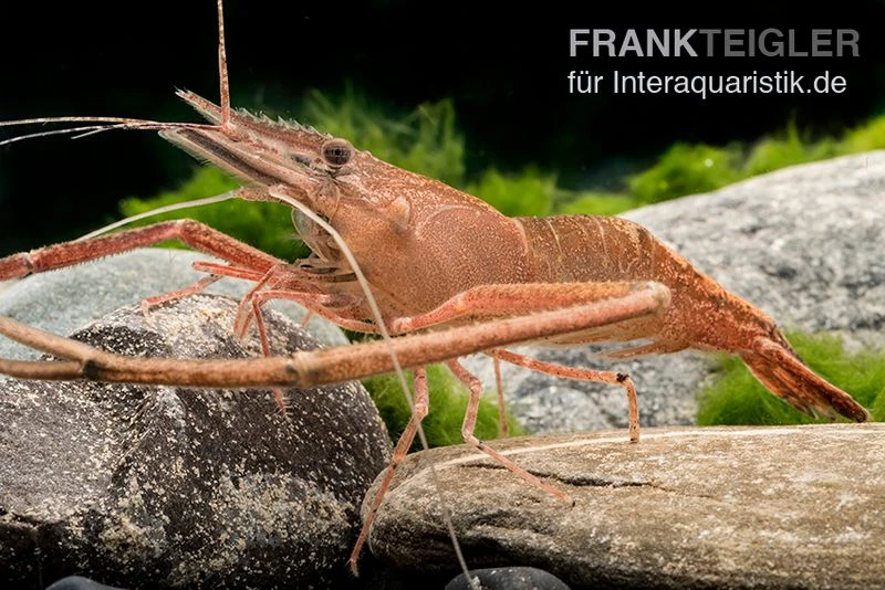Afrikanische Flußgarnele, Macrobrachium vollenhovenii Afrikanische Flußgarnele, Macrobrachium Vollenhovenii -Container Haustiere Geschäft Afrikanische Flussgarnele Macrobrachium vollenhov 1