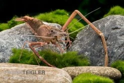 Afrikanische Flußgarnele, Macrobrachium Vollenhovenii 4 Afrikanische Flußgarnele, Macrobrachium Vollenhovenii -Container Haustiere Geschäft Afrikanische Flussgarnele Macrobrachium vollenhov 2