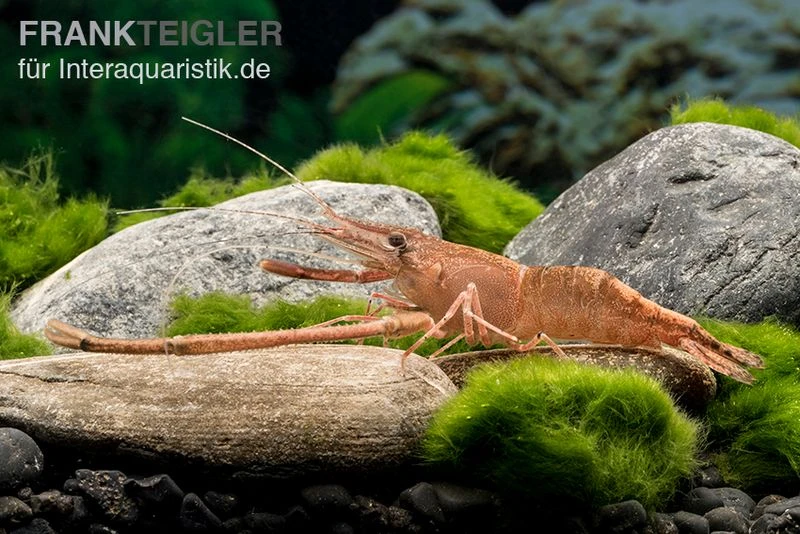 Afrikanische Flußgarnele, Macrobrachium vollenhovenii Afrikanische Flußgarnele, Macrobrachium Vollenhovenii -Container Haustiere Geschäft Afrikanische Flussgarnele Macrobrachium vollenhoven