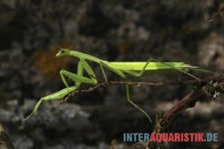 Afrikanische Gottesanbeterin, Sphodromantis Bioculata -Container Haustiere Geschäft Afrikanische Gottesanbeterin Sphodromantis bioculata 3