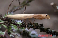 Afrikanische Gottesanbeterin, Sphodromantis Bioculata -Container Haustiere Geschäft Afrikanische Gottesanbeterin Sphodromantis bioculata 4