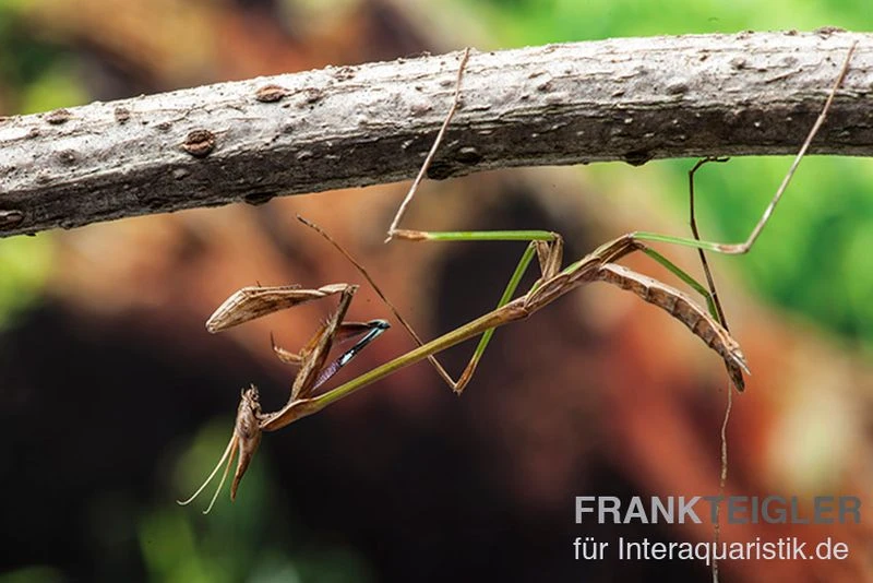 Afrikanische Gottesanbeterin, Idolomorpha sp. Nigeria Afrikanische Gottesanbeterin, Idolomorpha Sp. Nigeria -Container Haustiere Geschäft Afrikanische Gottesanbetrin Idolomorpha sp