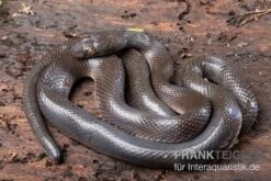 Afrikanische Hausschlange, Lamprophis Fuliginosus -Container Haustiere Geschäft Afrikanische Hausschlange Lamprophis fuliginosus schwarz 2
