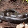 Afrikanische Hausschlange, Lamprophis Fuliginosus -Container Haustiere Geschäft Afrikanische Hausschlange Lamprophis fuliginosus schwarz jpg