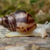 Afrikanische Albino-Riesenschnecke, Achatina Reticulata "albino", DNZ 2 Afrikanische Albino-Riesenschnecke, Achatina Reticulata "albino", DNZ -Container Haustiere Geschäft Afrikanische Riesenschnecke Albino Achatina reticulata Albino DNZ 2