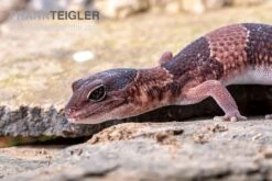 Afrikanischer Fettschwanzgecko, Hemitheconyx Caudicinctus -Container Haustiere Geschäft Afrikanischer Fettschwanzgecko Hemitheconyx caudicinctus 1