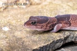 Afrikanischer Fettschwanzgecko, Hemitheconyx Caudicinctus -Container Haustiere Geschäft Afrikanischer Fettschwanzgecko Hemitheconyx caudicinctus 2