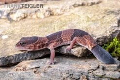 Afrikanischer Fettschwanzgecko, Hemitheconyx Caudicinctus -Container Haustiere Geschäft Afrikanischer Fettschwanzgecko Hemitheconyx caudicinctus 3