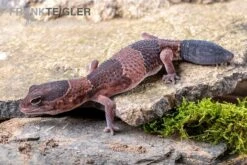 Afrikanischer Fettschwanzgecko, Hemitheconyx Caudicinctus -Container Haustiere Geschäft Afrikanischer Fettschwanzgecko Hemitheconyx caudicinctus 4