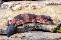 Afrikanischer Fettschwanzgecko, Hemitheconyx Caudicinctus -Container Haustiere Geschäft Afrikanischer Fettschwanzgecko Hemitheconyx caudicinctus 5