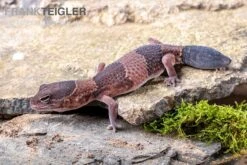 Afrikanischer Fettschwanzgecko, Hemitheconyx Caudicinctus -Container Haustiere Geschäft Afrikanischer Fettschwanzgecko Hemitheconyx caudicinctus neu 1
