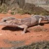 Afrikanischer Fettschwanzgecko, Hemitheconyx Caudicinctus -Container Haustiere Geschäft Afrikanischer Fettschwanzgecko Hemitheconyx caudicinctus neu 2