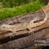 Afrikanischer Hausgecko, Hemidactylus Brookii -Container Haustiere Geschäft Afrikanischer Hausgecko Hemidactylus brookii neu