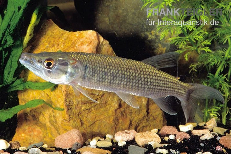 Afrikanischer Hechtsalmler, Hepsetus odoe Afrikanischer Hechtsalmler, Hepsetus Odoe -Container Haustiere Geschäft Afrikanischer Hechtsalmler Hepsetus odoe