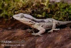Afrikanischer Mauergecko, Tarentola Ephippiata