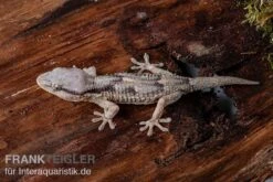 Afrikanischer Mauergecko, Tarentola Ephippiata -Container Haustiere Geschäft Afrikanischer Mauergecko Tarentola ephippiata 03