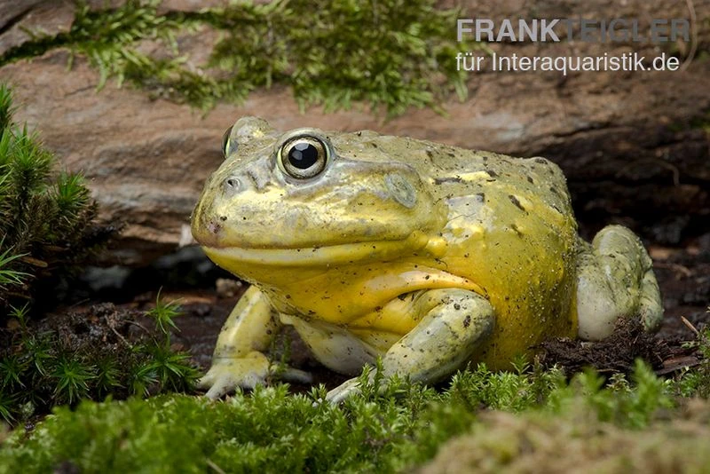 Afrikanischer Ochsenfrosch, Pyxicephalus adspersus Afrikanischer Ochsenfrosch, Pyxicephalus Adspersus -Container Haustiere Geschäft Afrikanischer Ochsenfrosch Pyxicephalus adspersus 1