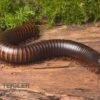 Afrikanischer Riesentausendfüßer, Archispirostreptus Gigas 2 Afrikanischer Riesentausendfüßer, Archispirostreptus Gigas -Container Haustiere Geschäft Afrikanischer Riesentausendfuesser Archispirostreptus gigas 01