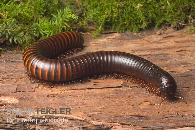 Afrikanischer Riesentausendfüßer, Archispirostreptus gigas Afrikanischer Riesentausendfüßer, Archispirostreptus Gigas -Container Haustiere Geschäft Afrikanischer Riesentausendfuesser Archispirostreptus gigas 01