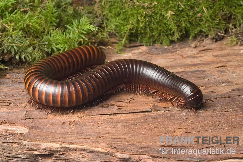 Afrikanischer Riesentausendfüßer, Archispirostreptus gigas Afrikanischer Riesentausendfüßer, Archispirostreptus Gigas -Container Haustiere Geschäft Afrikanischer Riesentausendfuesser Archispirostreptus gigas 02