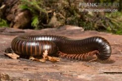 Afrikanischer Riesentausendfüßer, Archispirostreptus Gigas 4 Afrikanischer Riesentausendfüßer, Archispirostreptus Gigas -Container Haustiere Geschäft Afrikanischer Riesentausendfuesser Archispirostreptus gigas 03