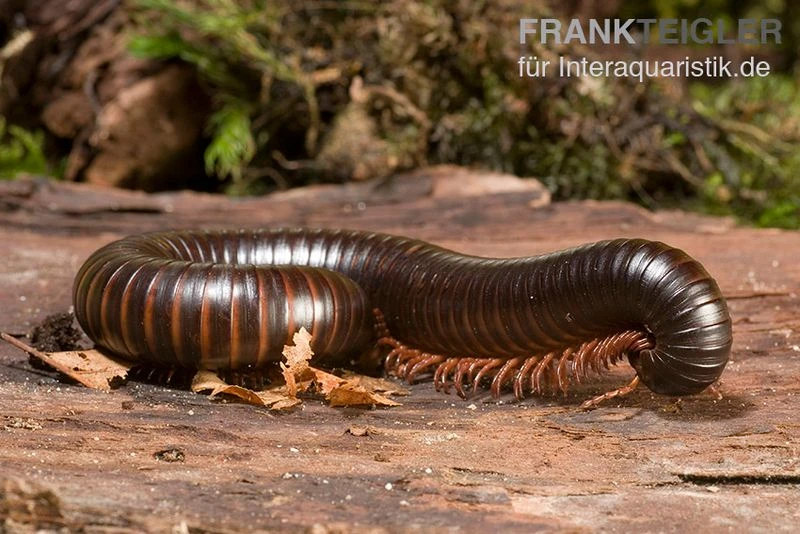 Afrikanischer Riesentausendfüßer, Archispirostreptus gigas Afrikanischer Riesentausendfüßer, Archispirostreptus Gigas -Container Haustiere Geschäft Afrikanischer Riesentausendfuesser Archispirostreptus gigas 03